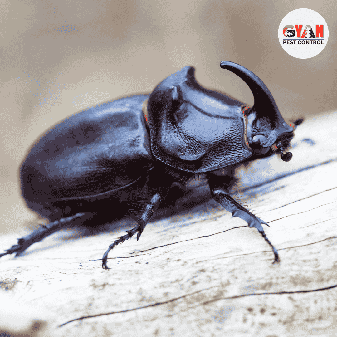 Beetles Control in Bihar Sharif - Gyan Pest Control Bihar Sharif
